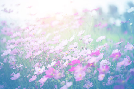 Cosmos flower blossom in garden.の写真素材