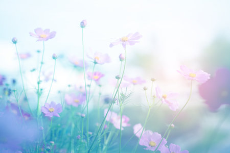 Cosmos flower blossom in garden.の写真素材