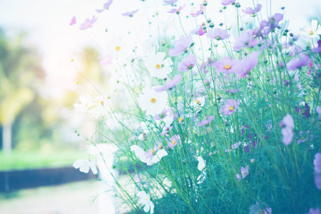 Cosmos flower blossom in garden.の写真素材