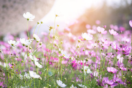 Cosmos flower blossom in garden.の写真素材