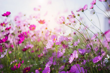 Cosmos flower blossom in garden.の写真素材