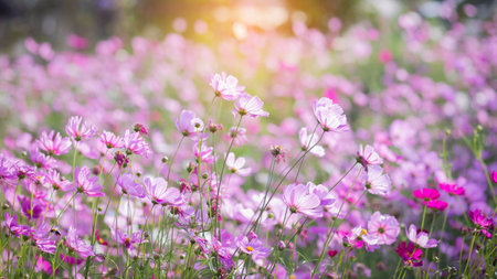 Cosmos flower blossom in garden.の写真素材
