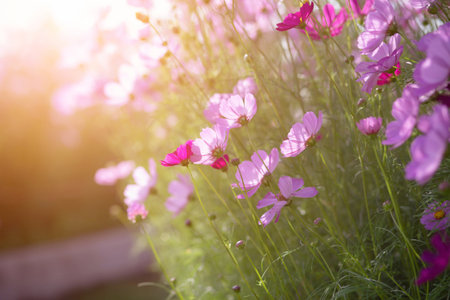 Cosmos flower blossom in garden.の写真素材