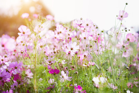 Cosmos flower blossom in garden.の写真素材