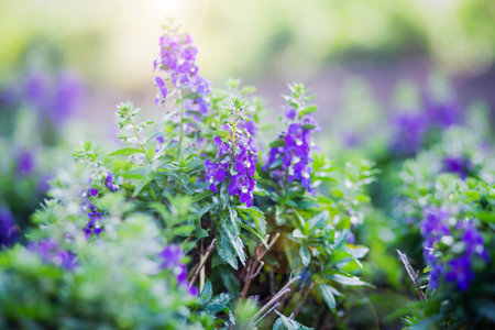 art blooming flower meadow in summer on sunset sky background. Beautiful summertime Forget Me Not floral background;の写真素材