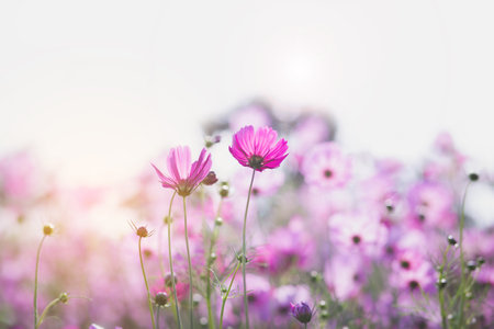 Cosmos flower blossom in garden.の写真素材