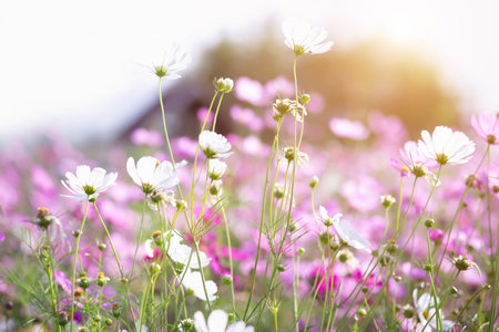Cosmos flower blossom in garden.の写真素材