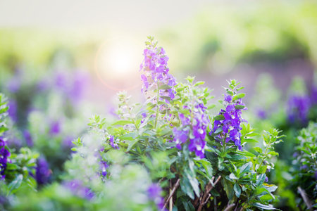 art blooming flower meadow in summer on sunset sky background. Beautiful summertime floral background;の写真素材