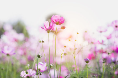 Cosmos flower blossom in garden.の写真素材