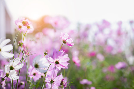 Cosmos flower blossom in garden.の写真素材