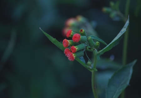 Summer plants, flowering plants, flowers, red, green background, comfortable vision, focus