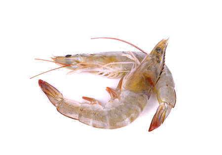 Raw prawns isolated on white backgroundの写真素材