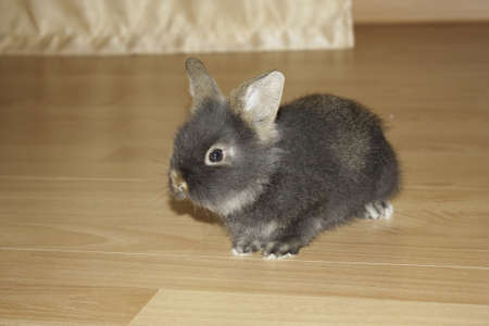 Photo of gray rabbit at homeの写真素材