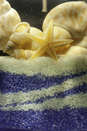 Seashells and starfish in the sandの写真素材