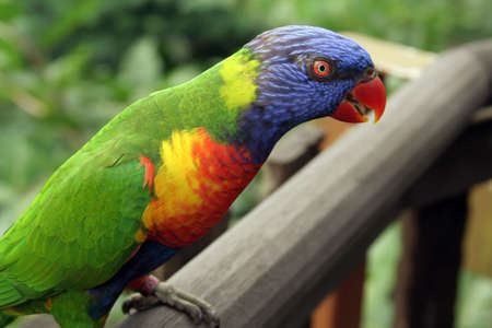 Lory standing on wooden ledgeの写真素材