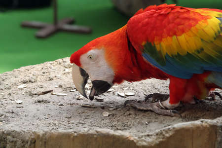 Parrot  busy eating sunflower seeds	の写真素材