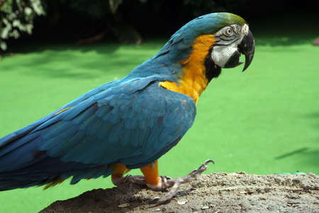 Parrot standing on a rockly surface