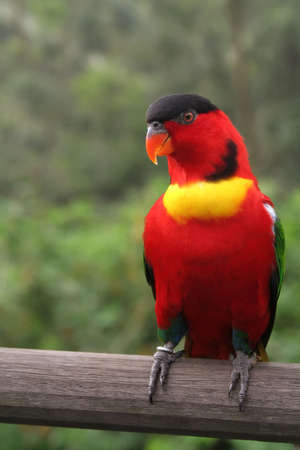 colorful parrot perching on a wooden beam の写真素材