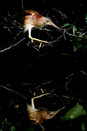 bird resting on tree branch with reflection showing on waterの写真素材