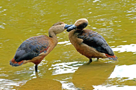 pair of ducks kissing while standing in waterの写真素材