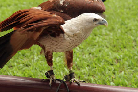 photo of an eagle taking flight from a wooden bench の写真素材