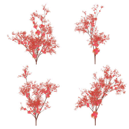 Variations of a cherry blossom plantの写真素材