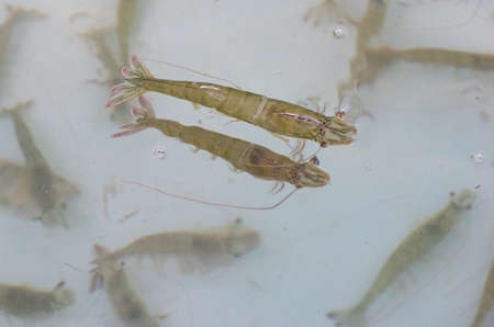 White shrimp, vannamei, Broodstock size,の写真素材