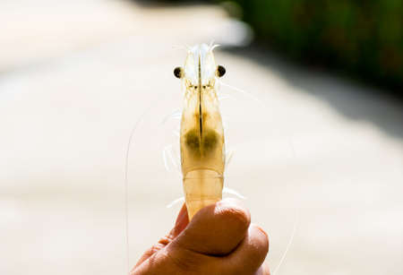 White shrimp, vannamei, Broodstock size,の写真素材