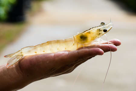 White shrimp, vannamei, Broodstock size,の写真素材