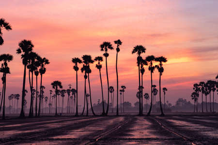 Sunrise with the Sugarplam Treeの写真素材