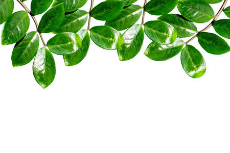 Green Leaves Isolated On White Backgroundの写真素材