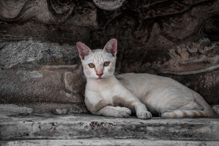 Cat Sitting On Street , Dark Toneの写真素材
