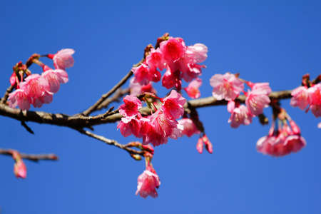 Flower queen tiger sakura Thailand , Cherry blossom, Flower queen tiger on a background of blue skyの写真素材