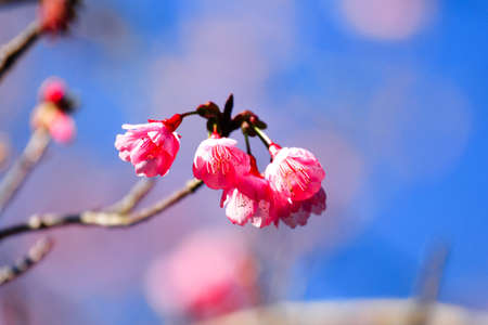 Flower queen tiger sakura Thailand , Cherry blossom, Flower queen tiger on a background of blue skyの写真素材
