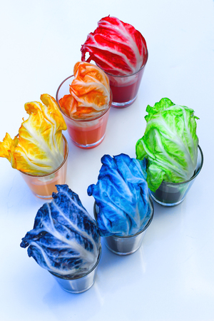 The Rainbow Vegetables , Lettuce rainbow magicの写真素材