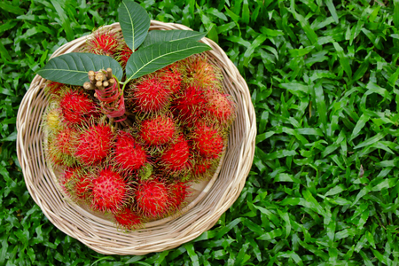 Rambutans , Rambutans fruit with leaf on white background.の写真素材