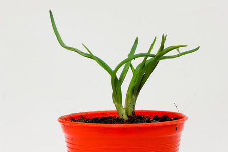 Onion seedlings on white background , Closeup green onion growing in a small garden.