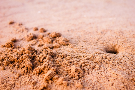 Hole of small crab and sand beach in the morningの写真素材