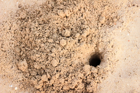 Hole of small crab and sand beach in the morningの写真素材