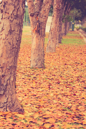 autumn,autumn leaves backgroundの写真素材