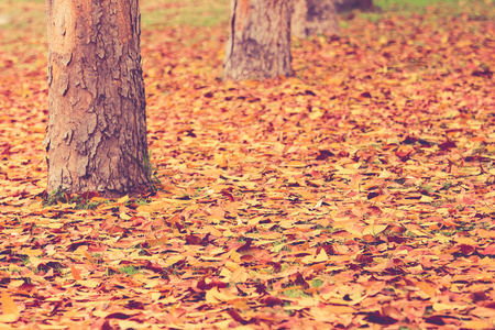 autumn,autumn leaves backgroundの写真素材