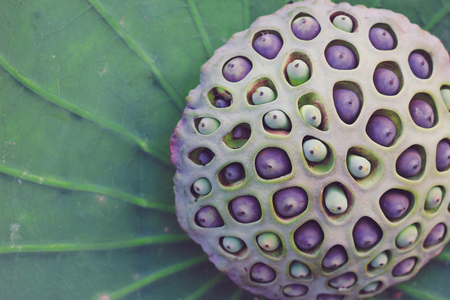 Lotus seedsの写真素材