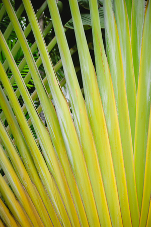 Texture and pattern detail banana fanの写真素材