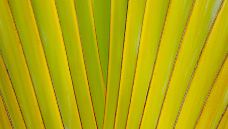 Texture and pattern detail banana fanの写真素材