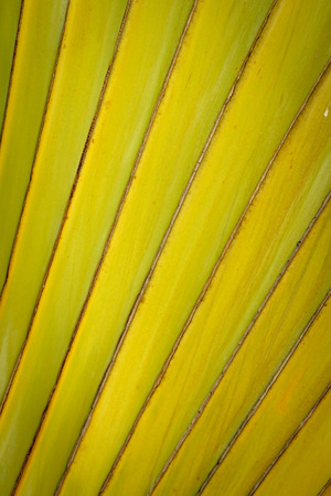 Texture and pattern detail banana fanの写真素材