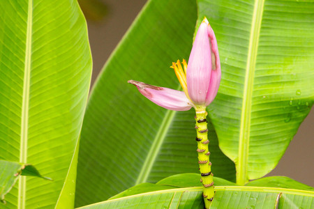 Young banana blossom close upの写真素材