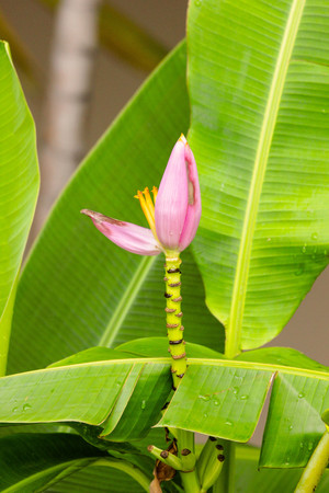 Young banana blossom close upの写真素材