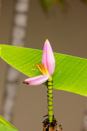 Young banana blossom close upの写真素材