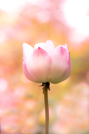 Pink lotus , Beautiful pink lotus background.の写真素材
