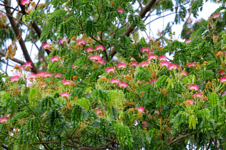 The silk treeの写真素材